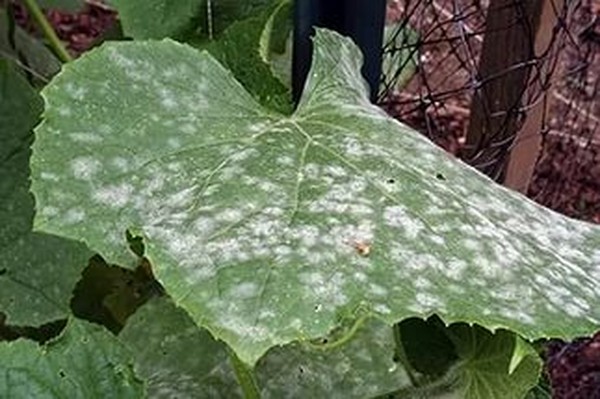 Agurkų ligos: simptomai, gydymas ir prevencija (su nuotrauka) Agurkų ligos: simptomai, gydymas ir prevencija (su nuotrauka)