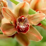 Orchidų ligos Orchidų ligos