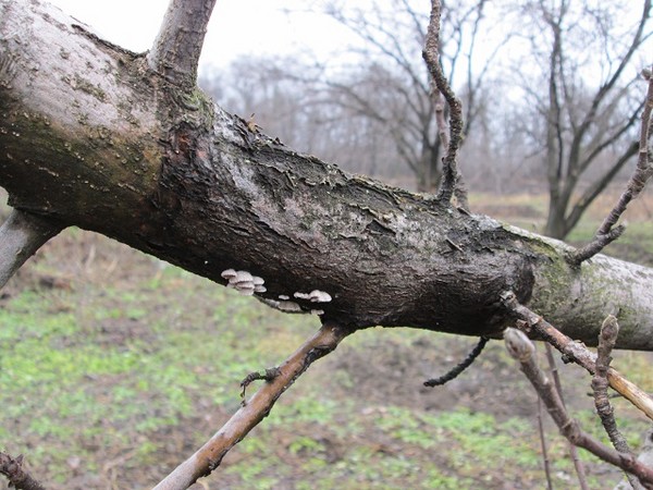 Greitoji pagalba sodui arba obelų ligai bei jų gydymui