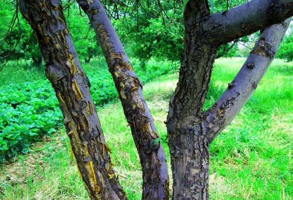 Greitoji pagalba sodui arba obelų ligai bei jų gydymui