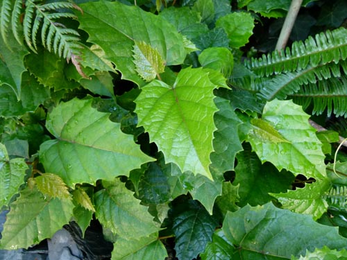 Cissus. Namų priežiūra