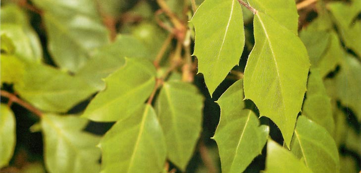 Cissus: fotografavimas ir priežiūra namuose