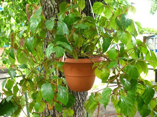 Cissus. Rūšys vynuogių