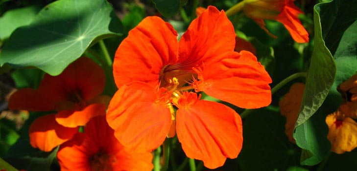Gėlių Nasturtium: kaip augti iš sėklų, kaip rūpintis, gražios nuotraukos