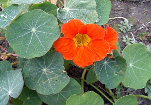Gėlių Nasturcija