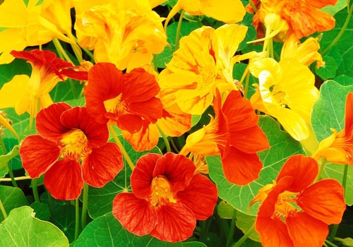 Gėlių Nasturtium: kaip augti iš sėklų, kaip rūpintis, gražios nuotraukos