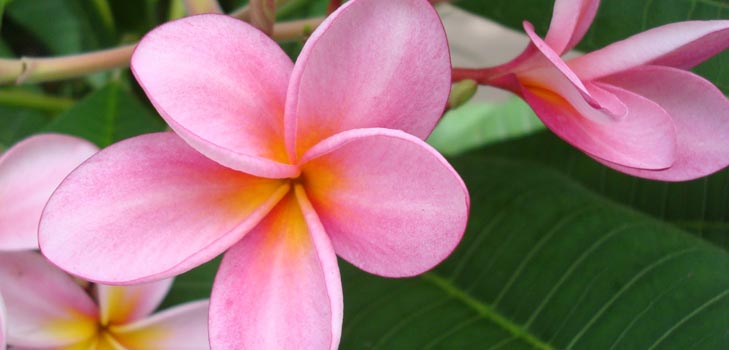 Gėlių Plumeria - magiškas kvapas tavo namuose