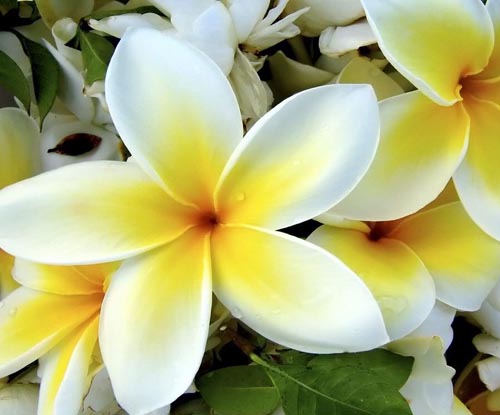Gėlių Plumeria - magiškas kvapas tavo namuose