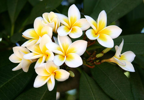 Gėlių Plumeria - magiškas kvapas tavo namuose
