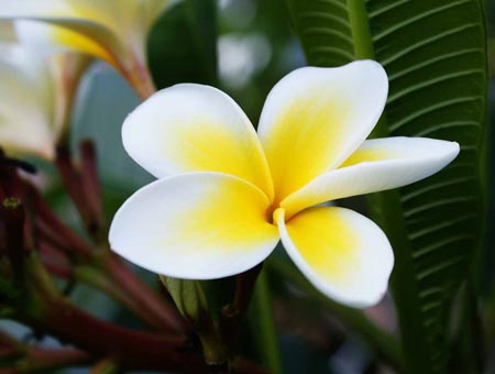 Gėlių Plumeria - magiškas kvapas tavo namuose