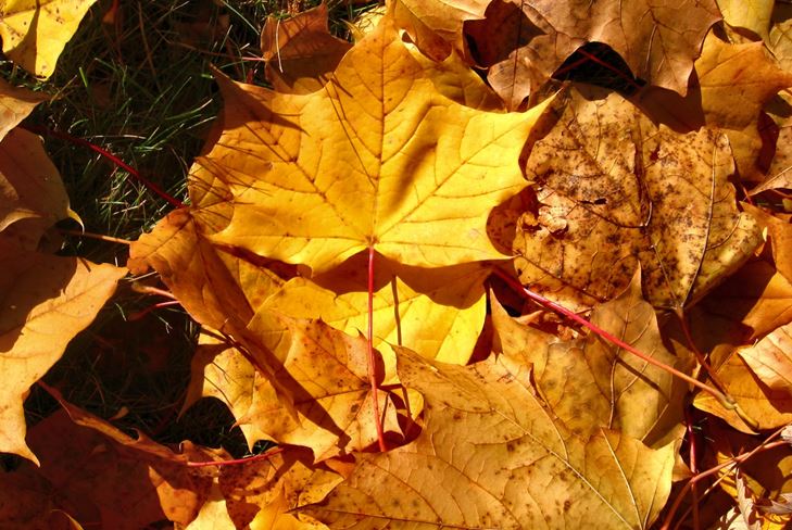 Rudens dovanas: Rudens koliažas su savo rankomis
