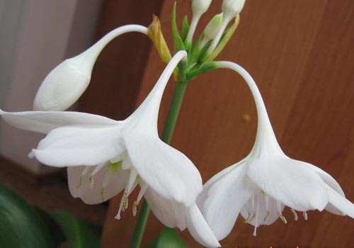 dvi eucharijos gėlės
