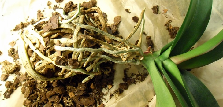 Phalaenopsis transplantacija