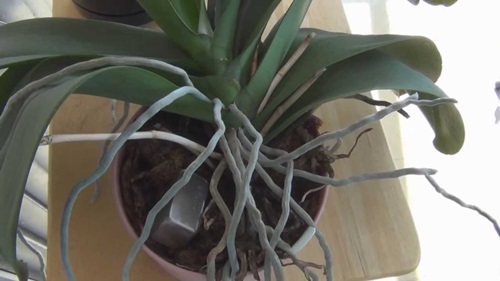Phalaenopsis transplantacija