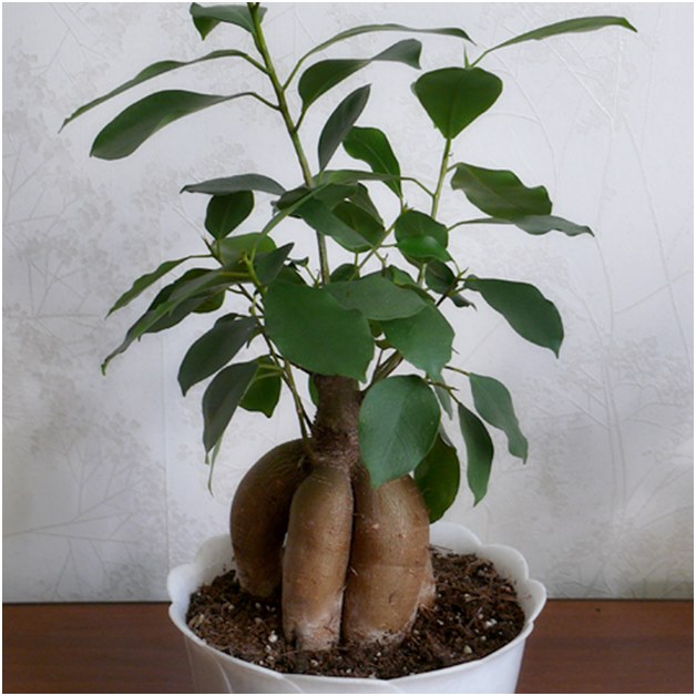Ficus prieš persodinant