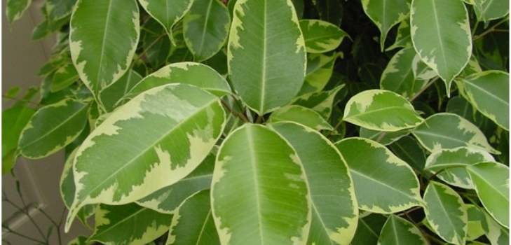 kambarys ficus