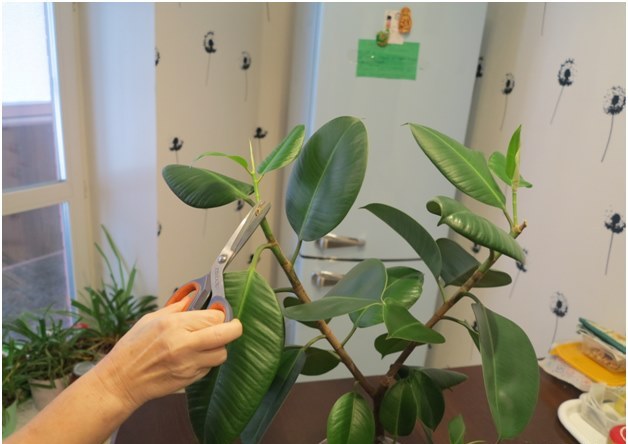 Ficus pjaustymas