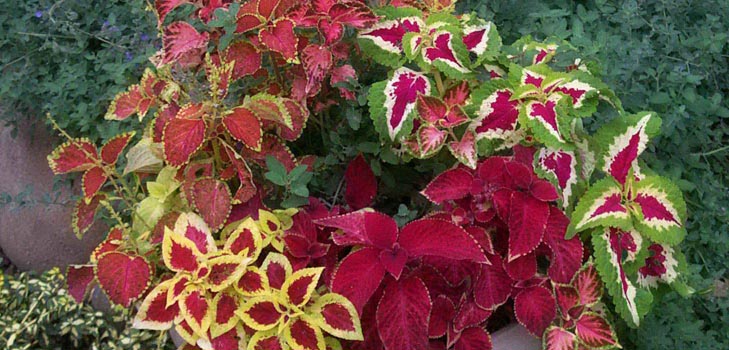 Fittonia: priežiūra