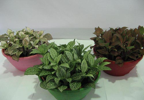 Fittonia: priežiūra