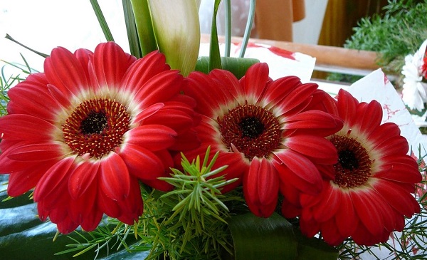 Gerbera puodelyje