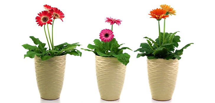 Gerbera puodelyje