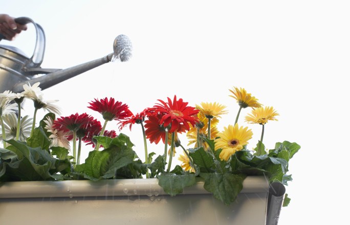 Gerbera puodelyje