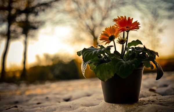 Gerbera puodelyje