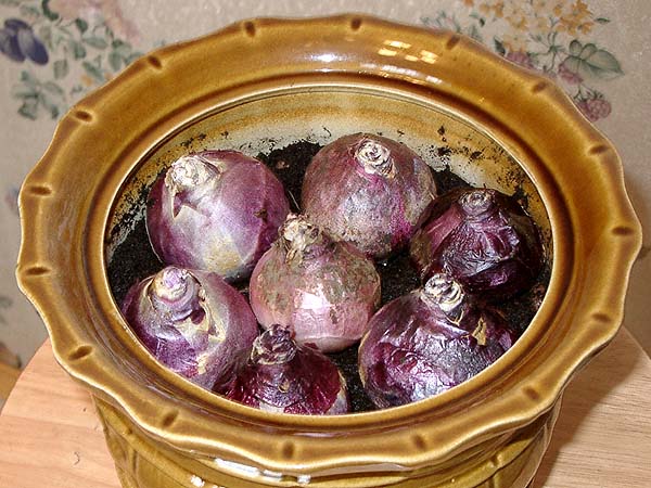  Hiacintas namuose