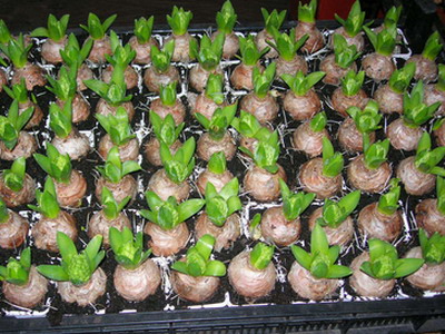 Hiacintas namuose