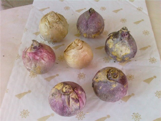  Hiacintas namuose