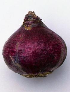 Hiacintas namuose