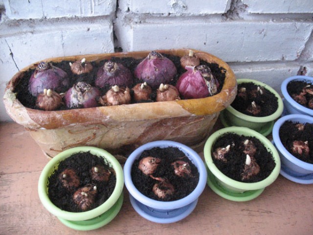 Hiacintas namuose