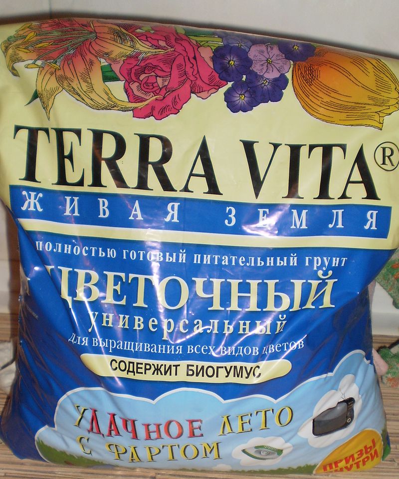 Hiacintas namuose