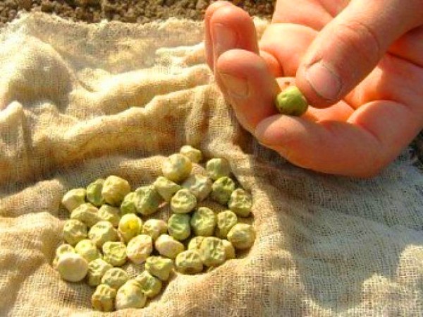 Žirniai: sodinimas ir priežiūra atvirame lauke