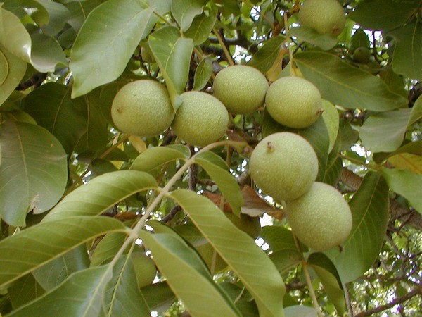 Viskas apie 
