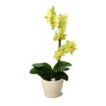 Dirvožemis orchidėjams Dirvožemis orchidėjams