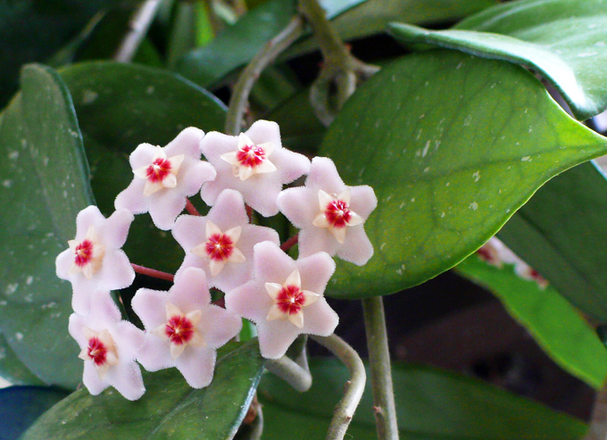 Hoya: Priežiūros ypatybės