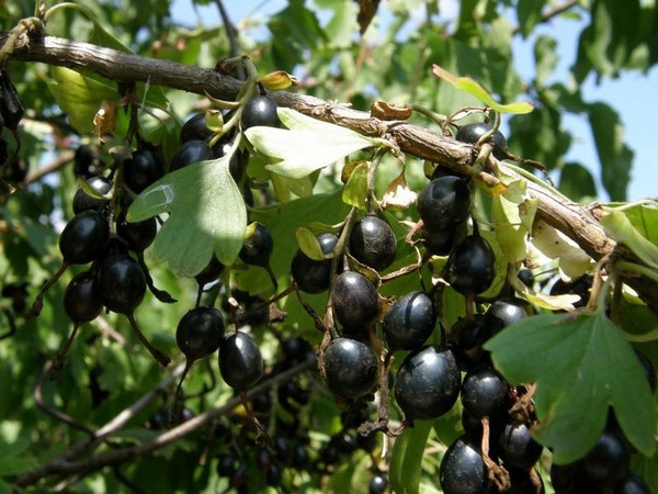 Joshta - neįprastas skonio ir naudos simbiozas