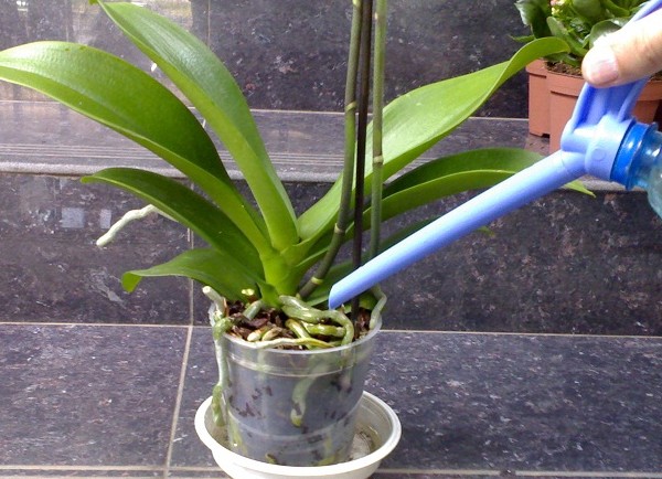 Kaip vanduo orchidėją