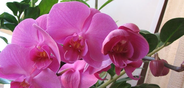 Kaip vanduo orchidėją Kaip vanduo orchidėją