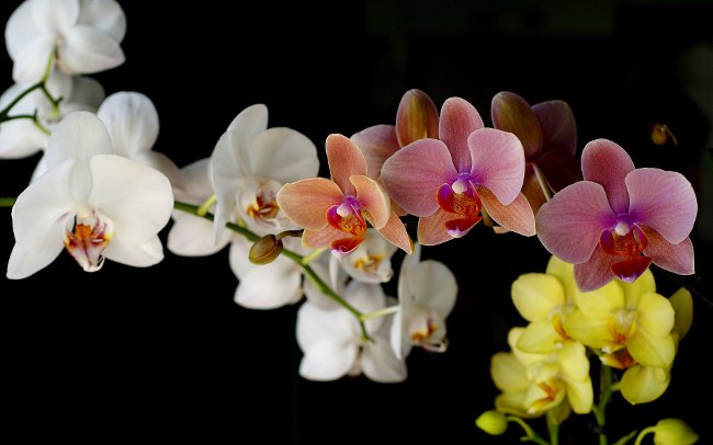 Kaip vanduo orchidėją Kaip vanduo orchidėją