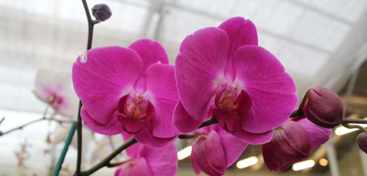 Kaip persodinti orchidę