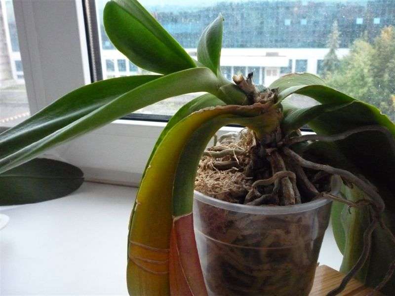Kaip persodinti orchidę