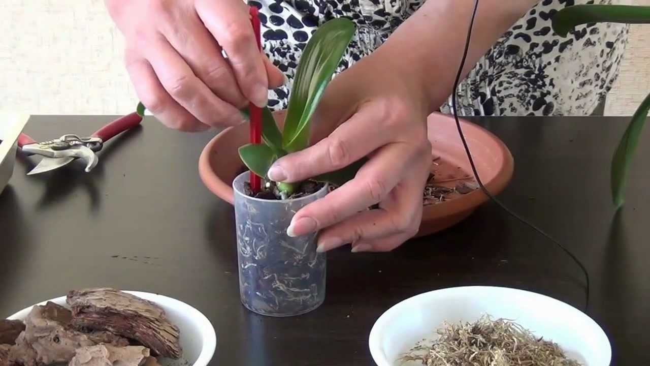 Kaip persodinti orchidę