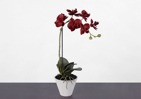 Kaip persodinti orchidę