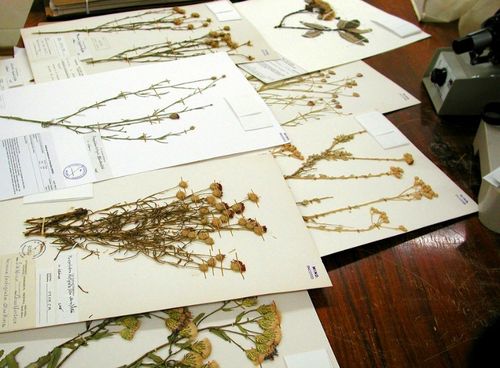 Kaip išdžiovinti žiedus į herbariumą