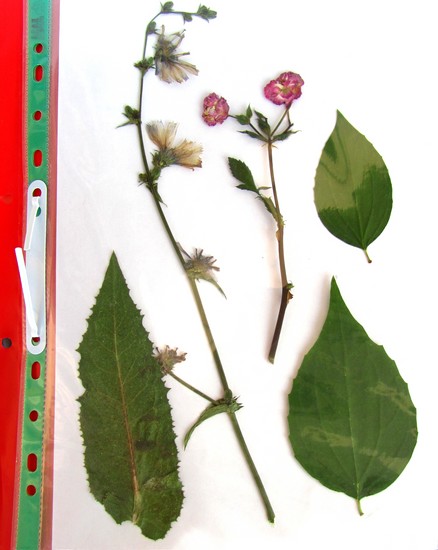 Mokydamiesi sukurti herbariumą ir albumą jam savo rankomis