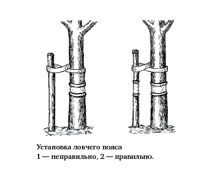 kak-rusų kalba-lovshiy-pojas-dlja-plodovyh-derevjev-svoimi-rukami-vaizdo kak-rusų kalba-lovshiy-pojas-dlja-plodovyh-derevjev-svoimi-rukami-vaizdo
