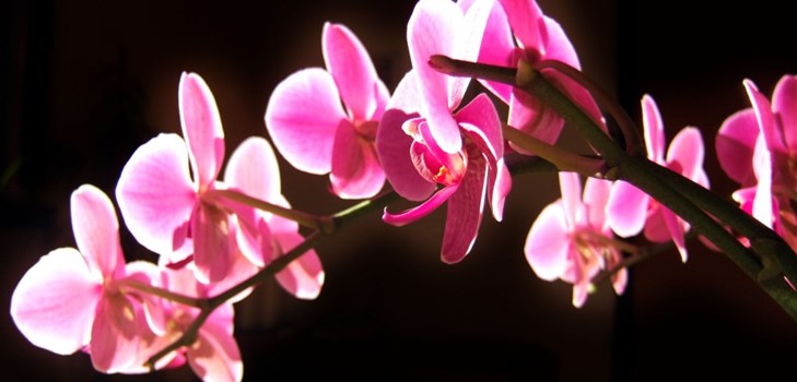 Orchidėja: priežiūra po žydėjimo Orchidėja: priežiūra po žydėjimo