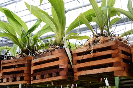Orchidos pedunule yra miegančių pumpurai Orchidos pedunule yra miegančių pumpurai